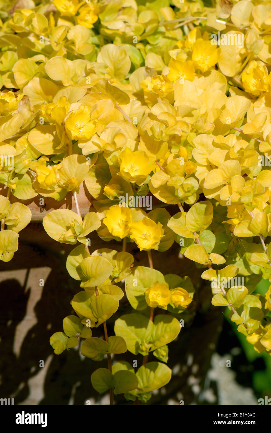 Golden creeping Jenny Lysimachia nummularia Aurea flowering acid green yellow creeping plant Stock Photo