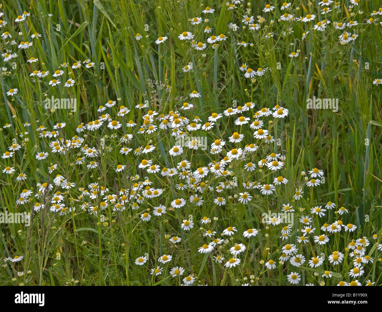camomile chamomile Matricária chamomilla in full bloom Stock Photo Alamy
