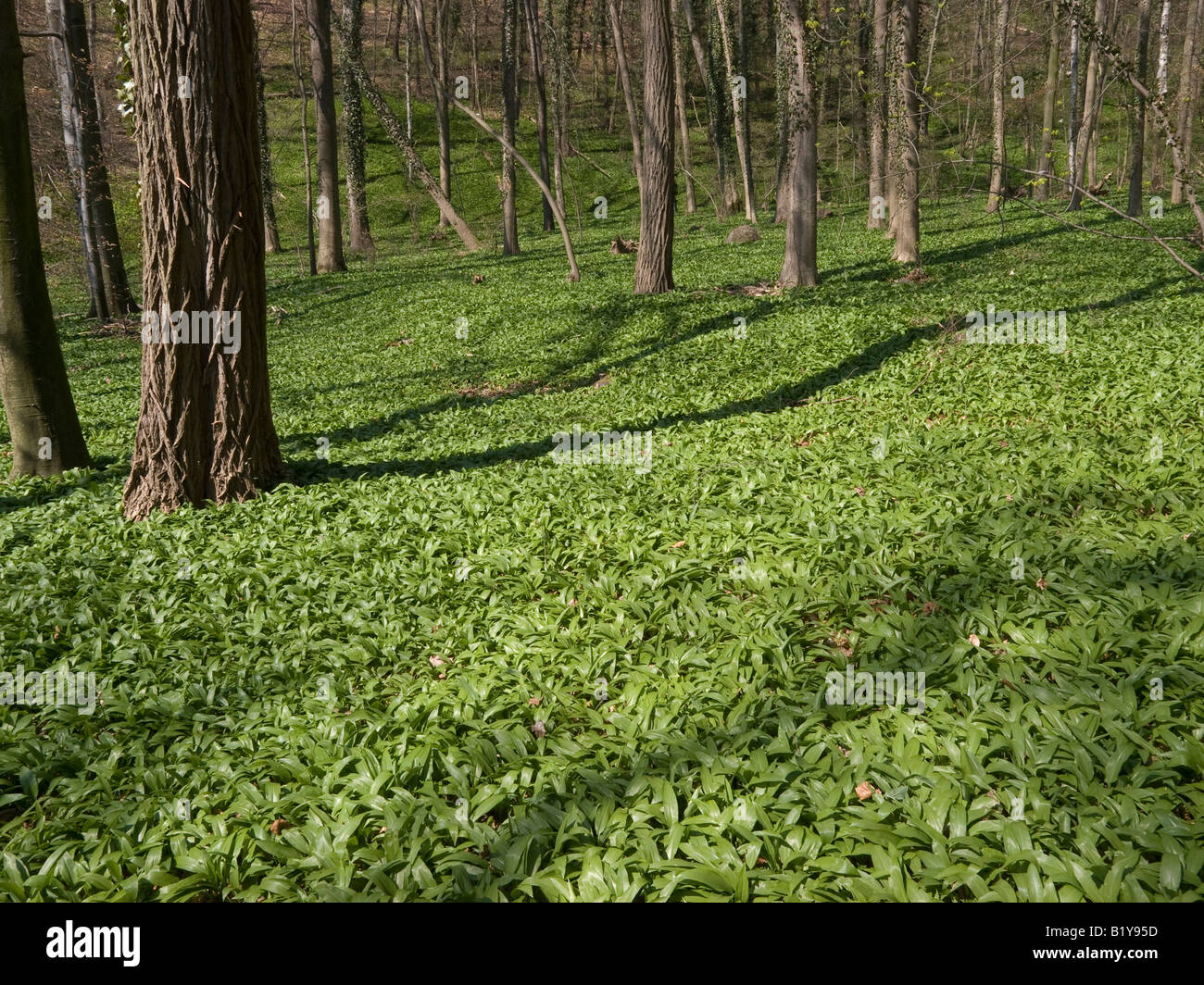 Forest Or Rams ground in forest covered with ramsons buckrams wild garlic broad leaved ...