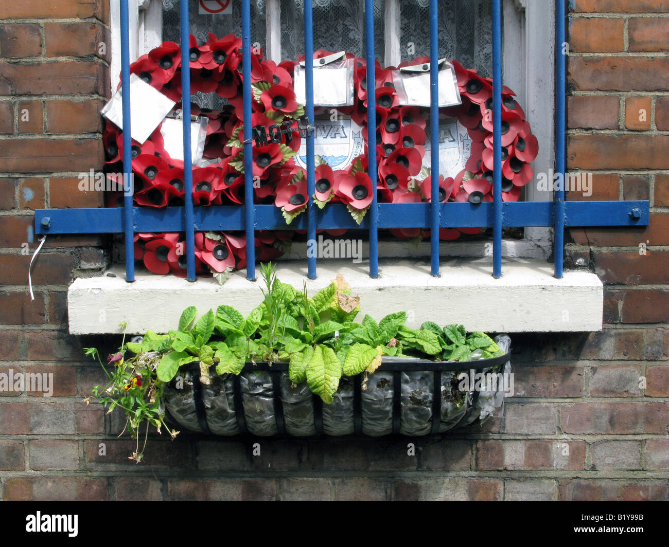 UK British Legion plaque at the Memorable order of Tin Hats office with poppies on window , London. Photo © Julio Etchart Stock Photo