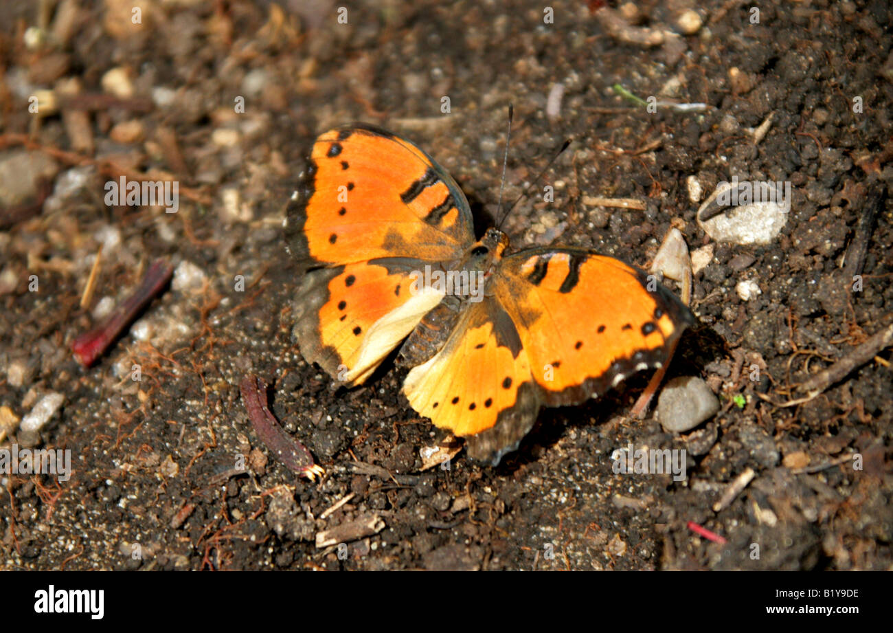 Gaudy Commodore Butterfly, Precis octavia, Nymphalidae Stock Photo