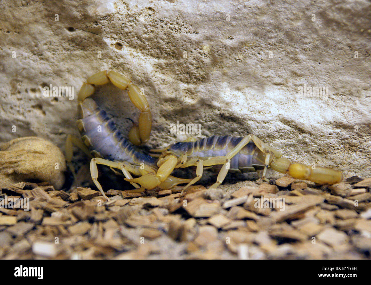 Desert Hairy Scorpions, Hadrus arizonensis. North and Central America. Stock Photo