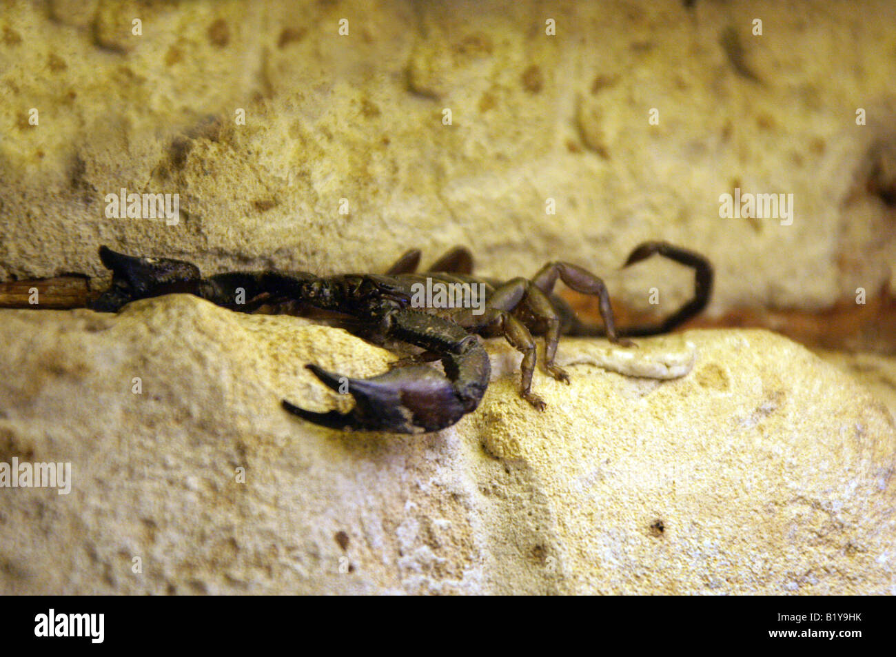 South African Rock Scorpion or The Flat Rock Scorpion, Hadogenes troglodytes. Southern Africa. Stock Photo