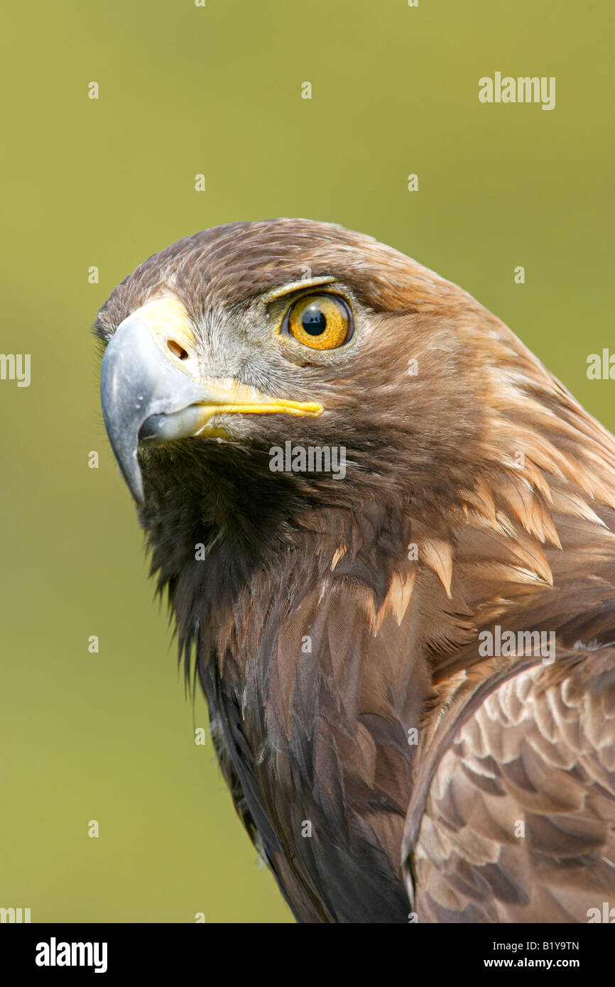 Captive Golden Eagle Profile Vertical Stock Photo