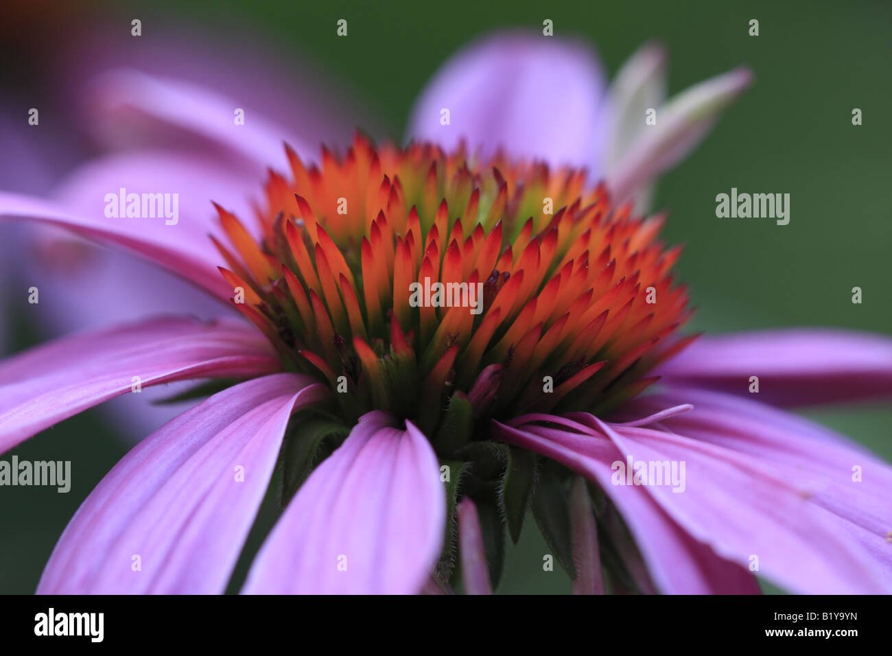 Echinacea Echinacea Purpurea Stock Photo - Alamy