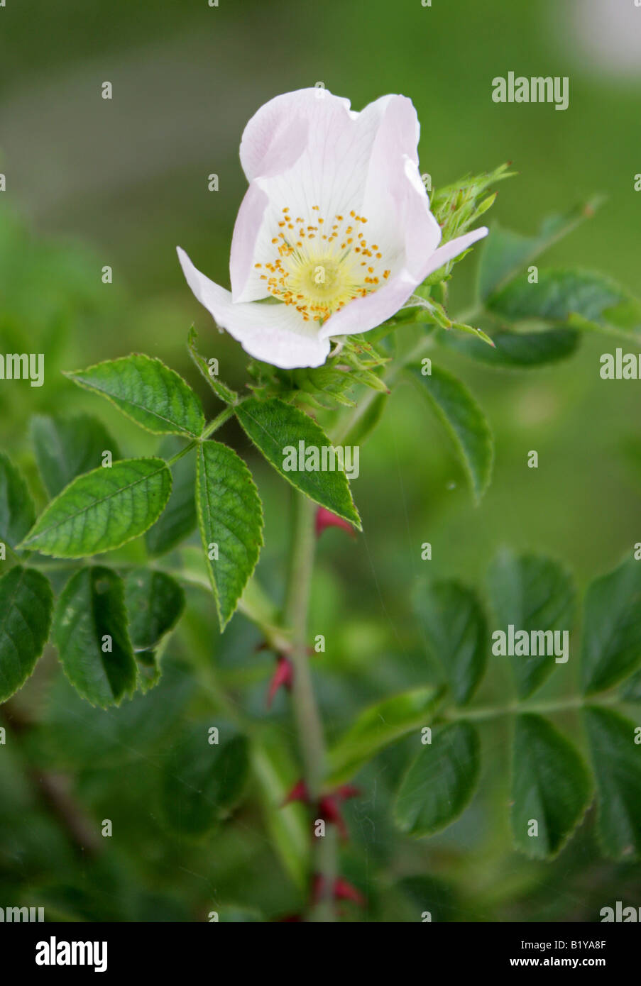 Field Rose Rosa arvensis Rosaceae Stock Photo