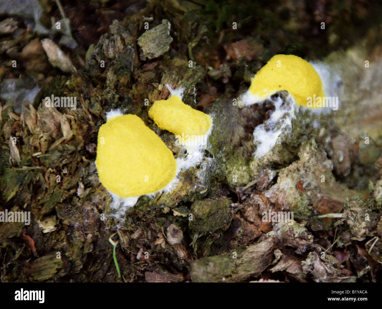 Sulphur Slime Fungus on Oak Stump, Fuligo septica, Physaraceae, Amoebozoa Stock Photo