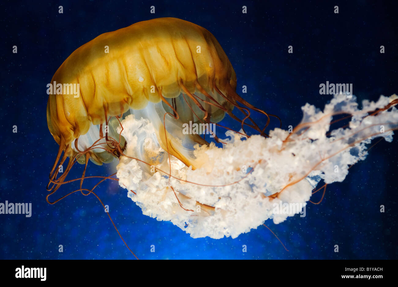 Chrysaora fuscescens,  Pacific Sea nettle jellyfish Stock Photo