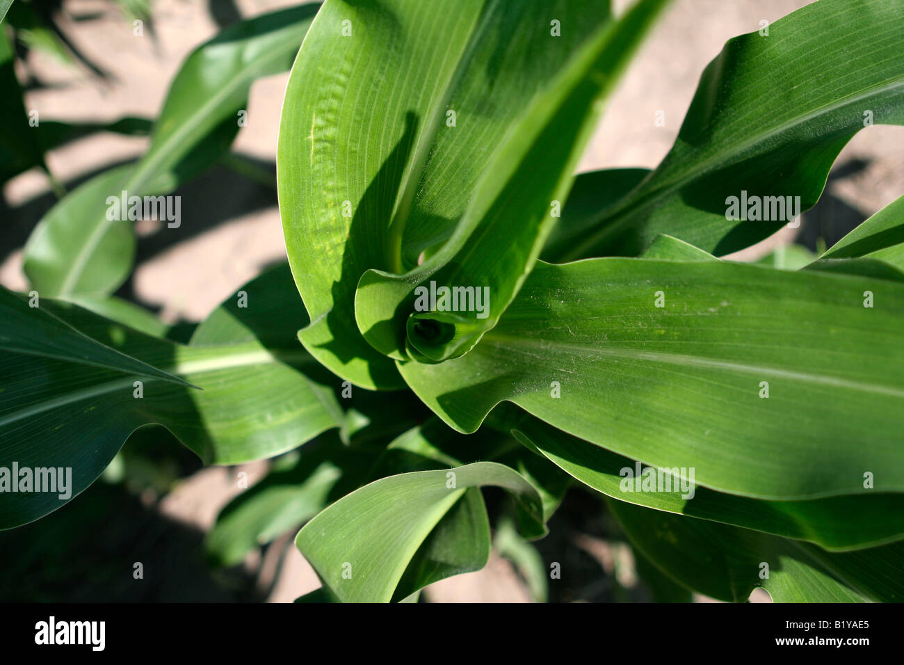 Corn plant with growth whorl Iowa Stock Photo Alamy
