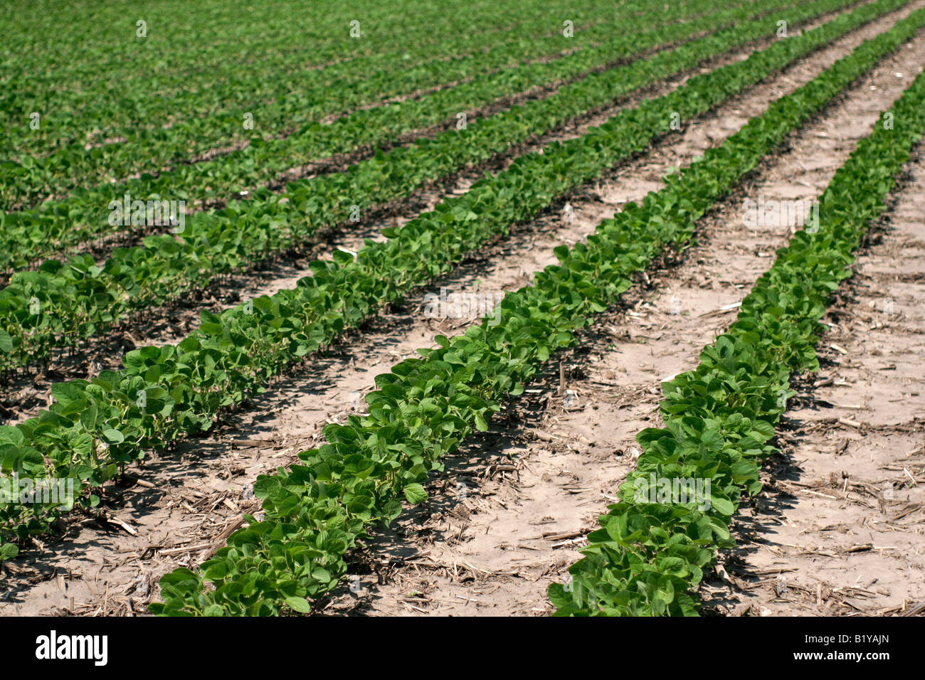 Soybean field early summer in Iowa Stock Photo Alamy