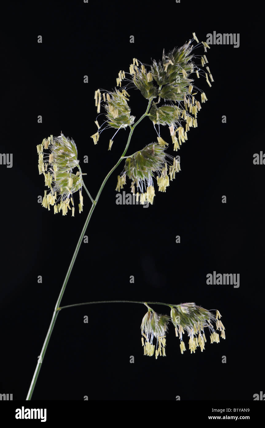 Flowering stage of orchard grass showing exposed anthers Stock Photo