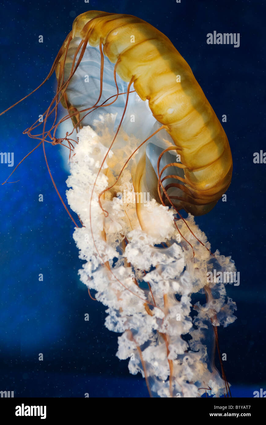 Chrysaora fuscescens,  Pacific Sea nettle jellyfish Stock Photo
