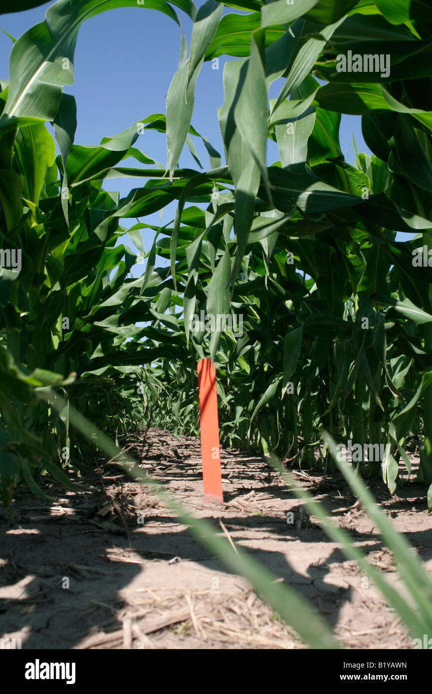 Young Corn Crop Rows Usa High Resolution Stock Photography and Images ...