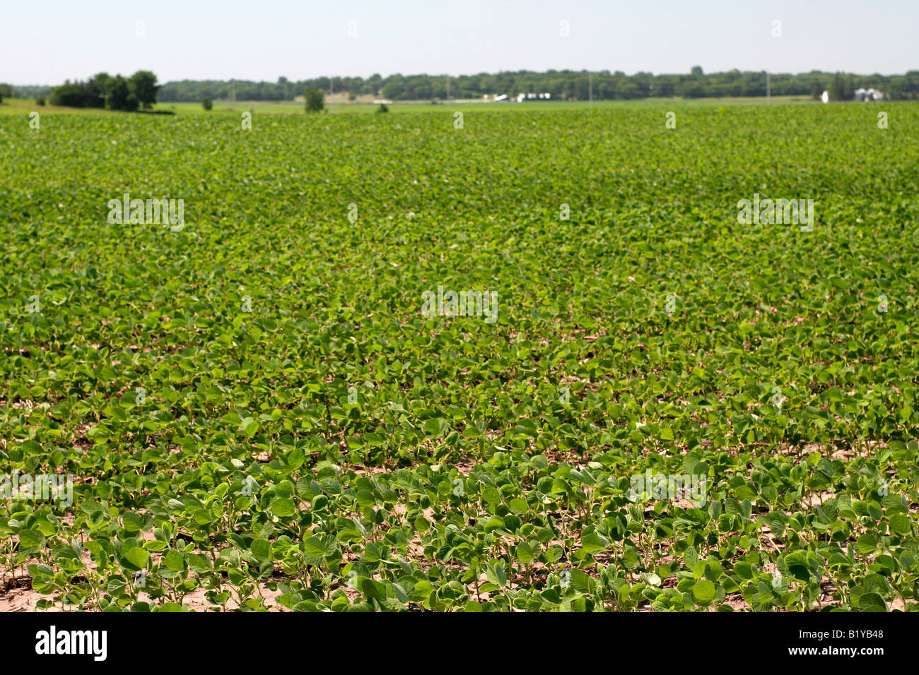 Soybean field Iowa Stock Photo Alamy