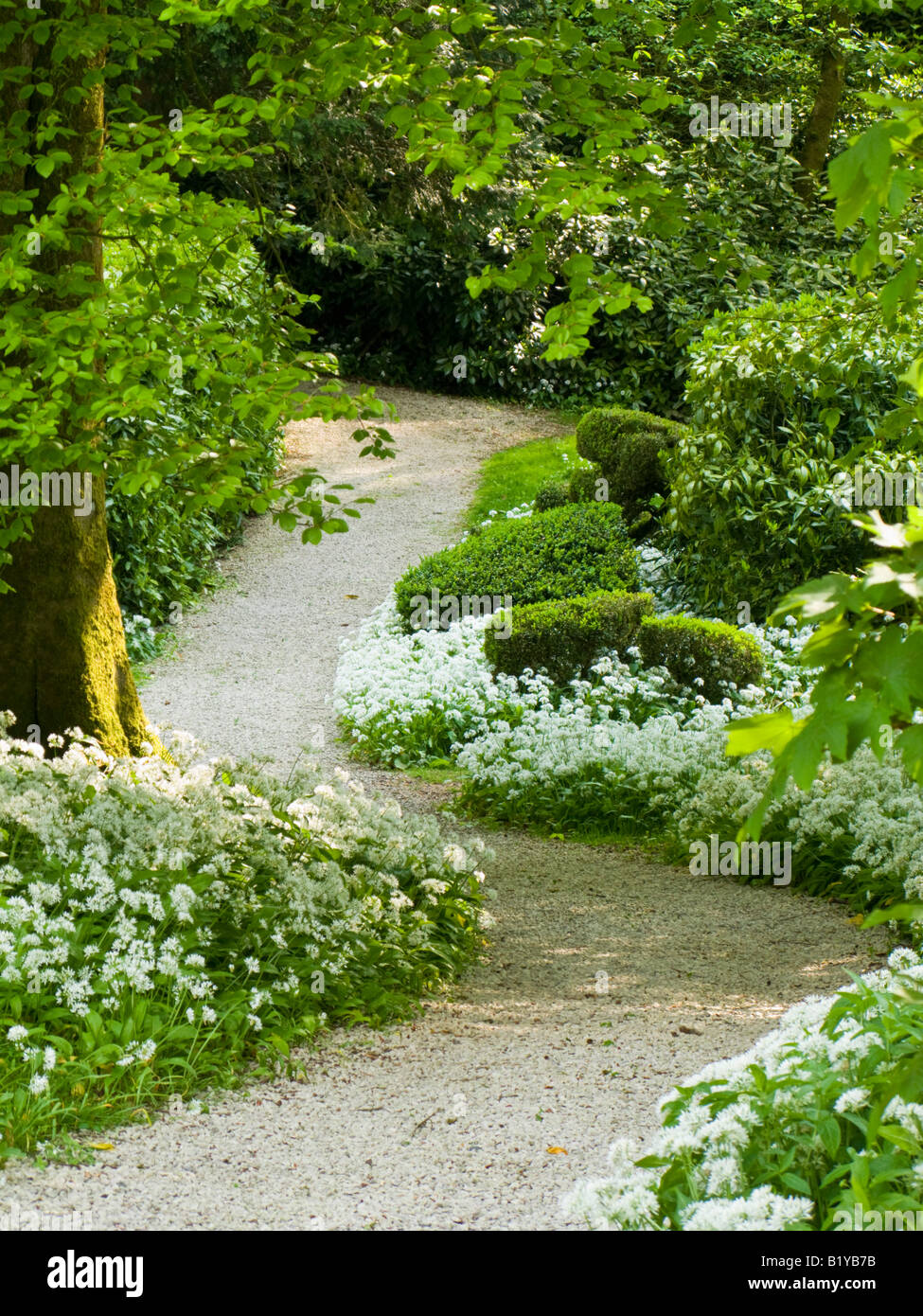 Path through woodland garden with Ramsons Stock Photo