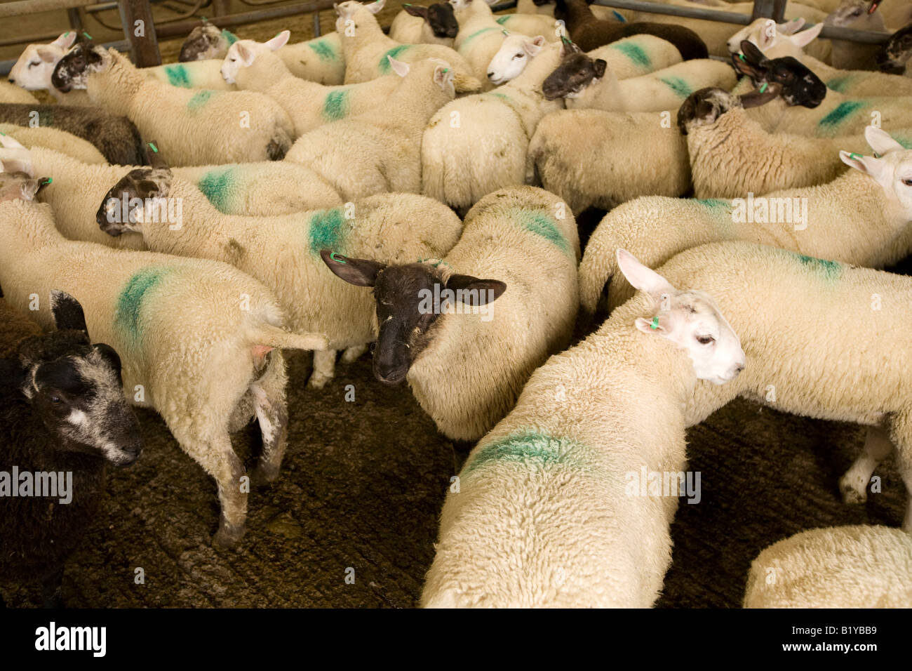 UK Wales Powys Rhayader town centre sheep in pen at Brightwells