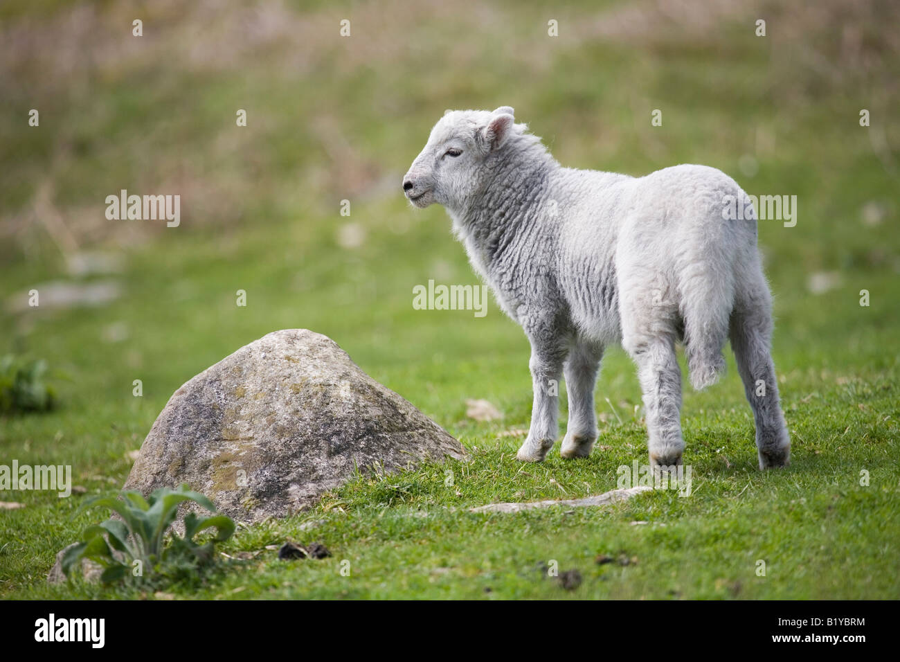 junges Schaf, sheep, lamb Stock Photo
