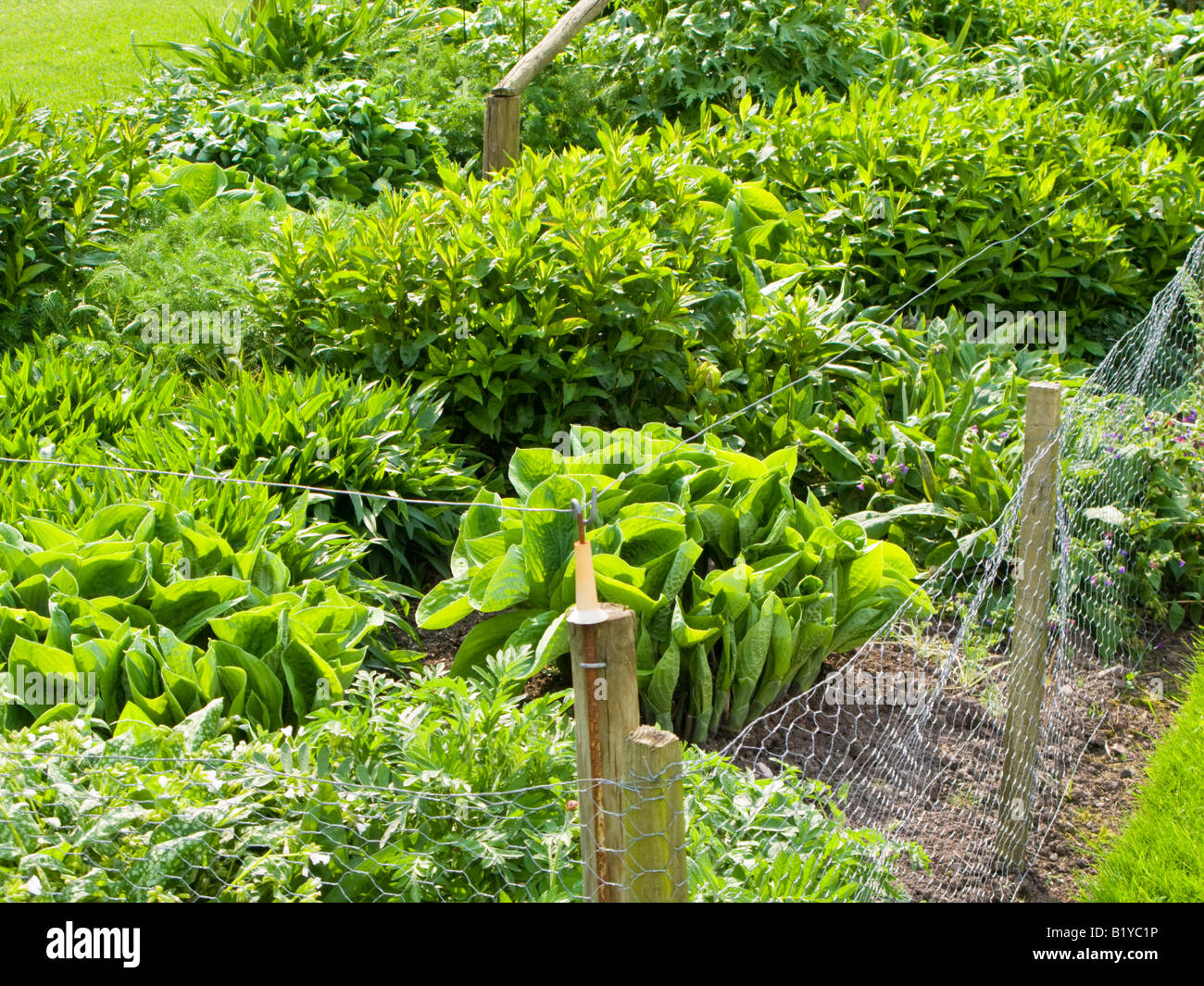 Electric fence around flower bed to prevent deer damage Stock Photo
