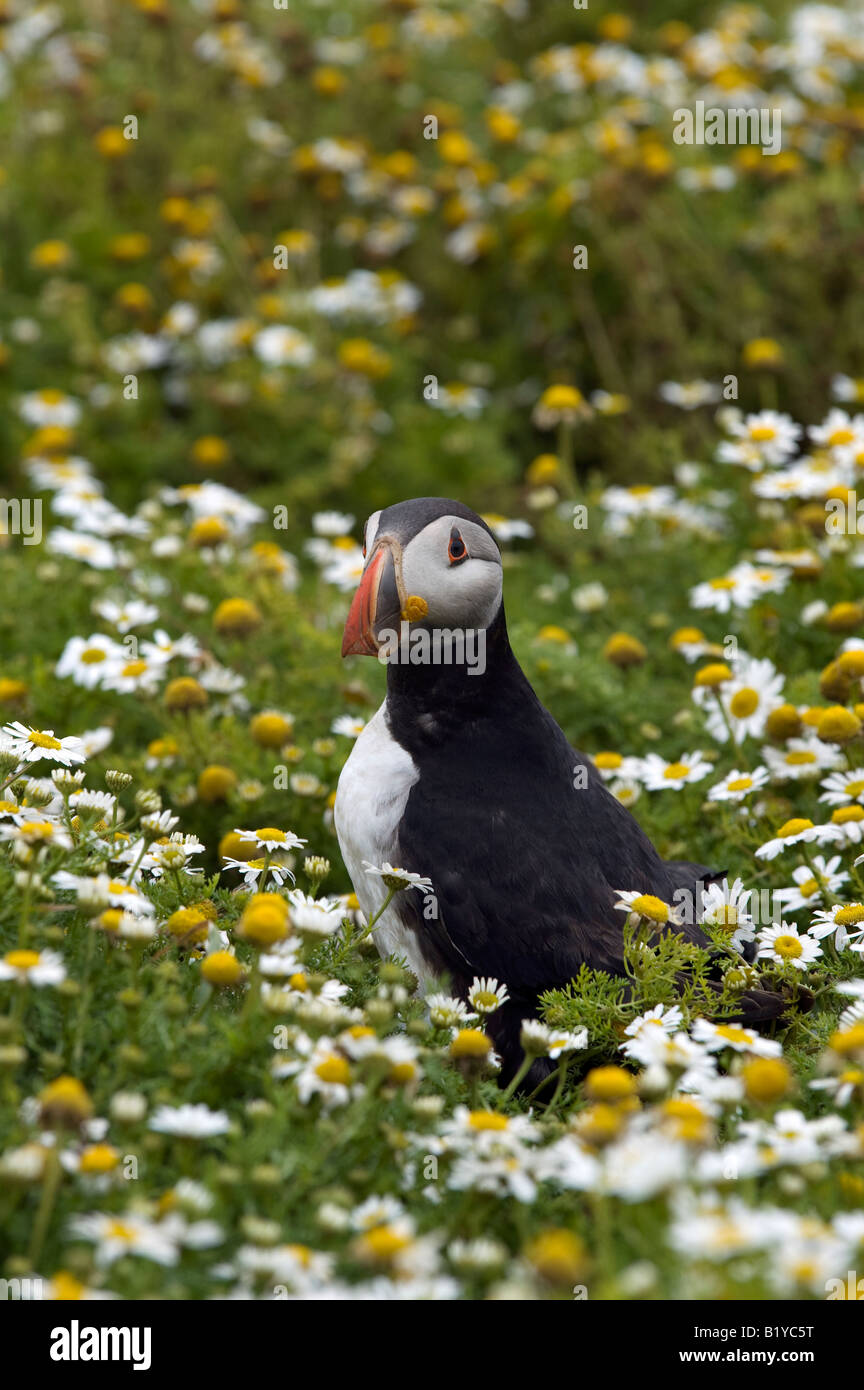 Fratercula arctica. Atlantic Puffin in Sea Mayweed on Skomer Island, Pembrokeshire, Wales Stock Photo