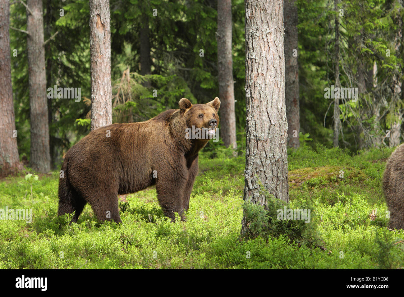 European Brown Bear Ursus Arctos standing in a forest in Finland with ...