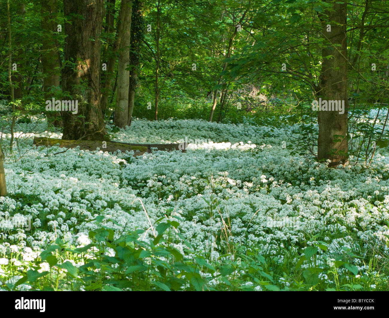 Native Woodland with Ramsons in full bloom Stock Photo