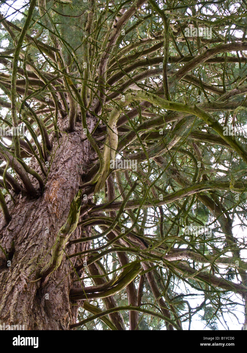 Trunk and branches of a huge conifer tree Stock Photo