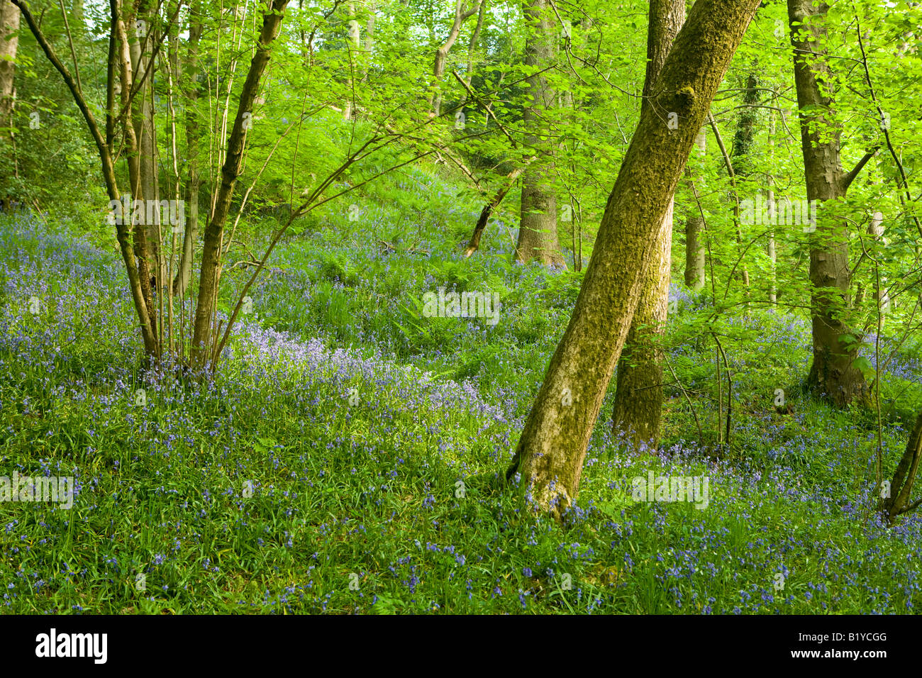 Bluebell wood, Brock Valley, Lancashire Stock Photo