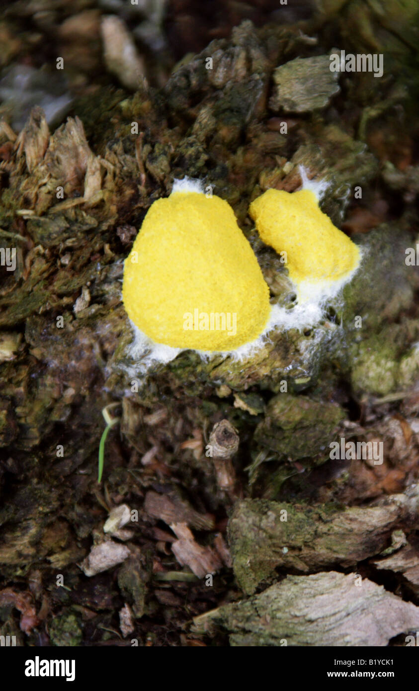 Sulphur Slime Fungus on Oak Stump, Fuligo septica, Physaraceae, Amoebozoa Stock Photo