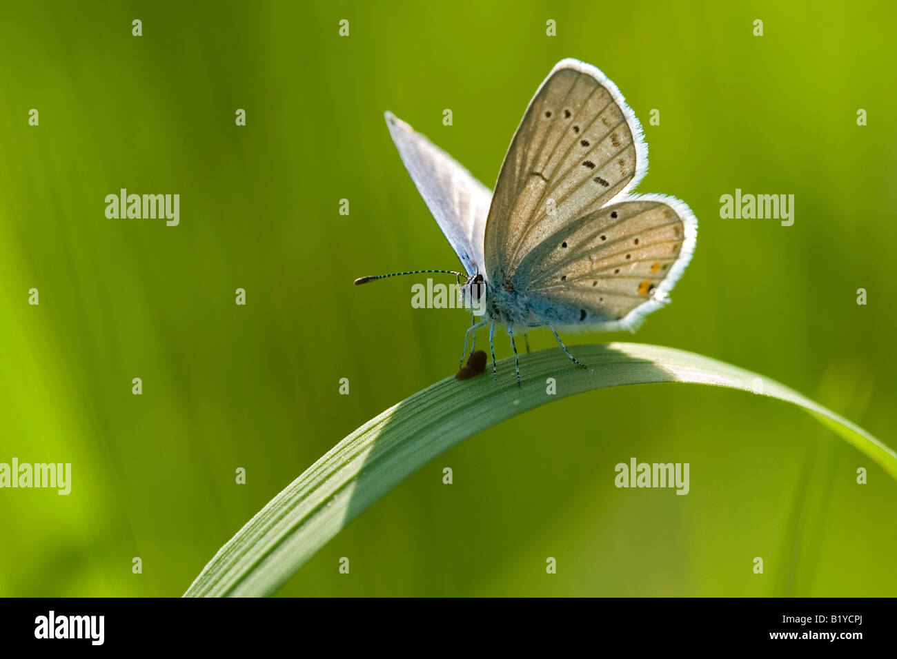 Blue butterfly on a blade of grass Stock Photo