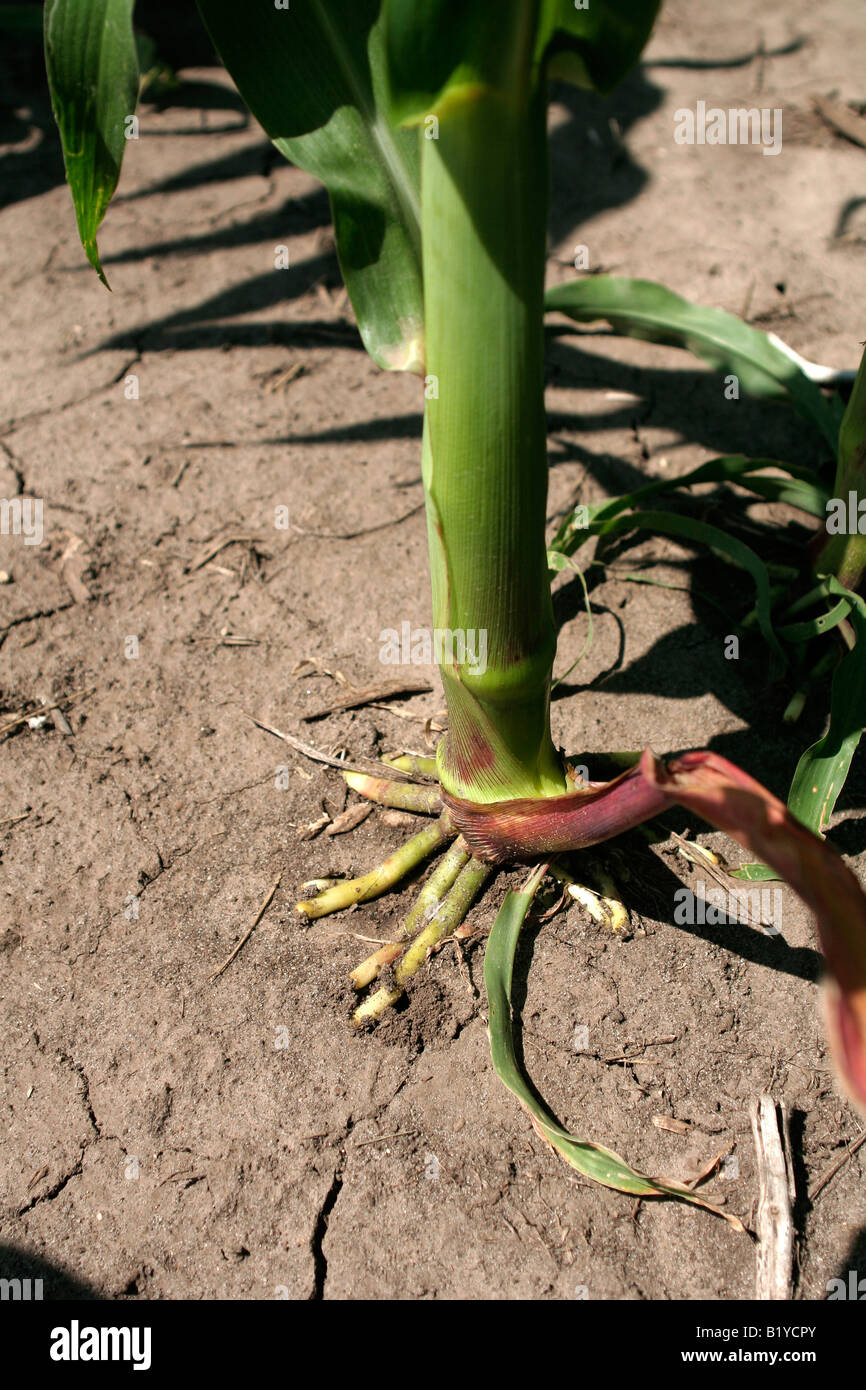 Prop root corn hires stock photography and images Alamy