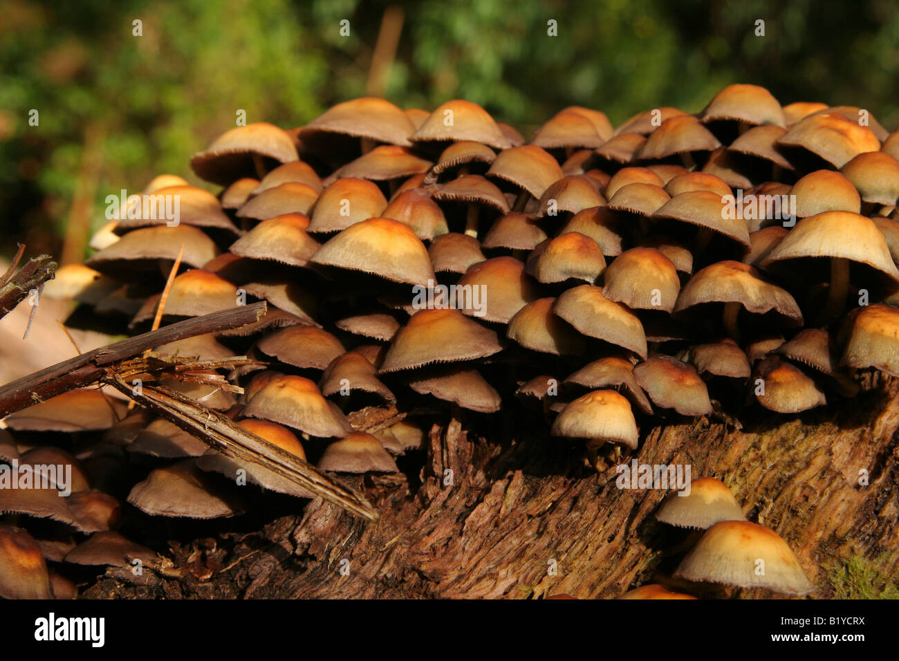 Cluster of brown white mushrooms growing on side of tree stump Stock Photo