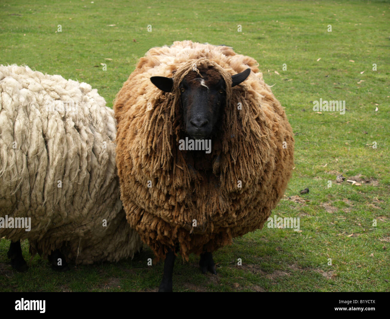 Curious sheep at a goat and sheep farm in Pescadero, California Stock Photo - Alamy Curious sheep at a goat and sheep farm in Pescadero, California Stock Photo - Alamy