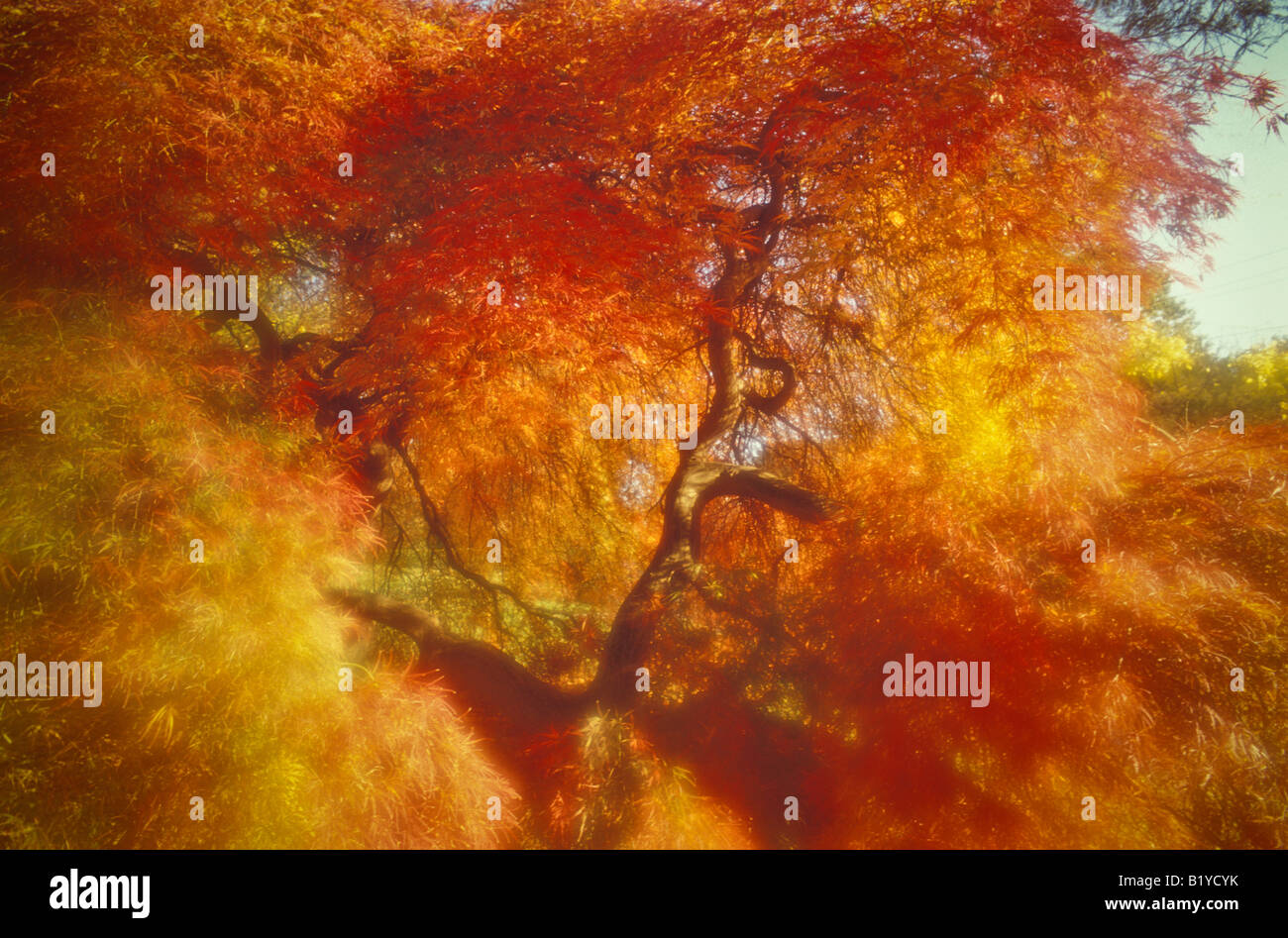 Golden burst of autumn fall foliage color  Japanese Maple Stock Photo