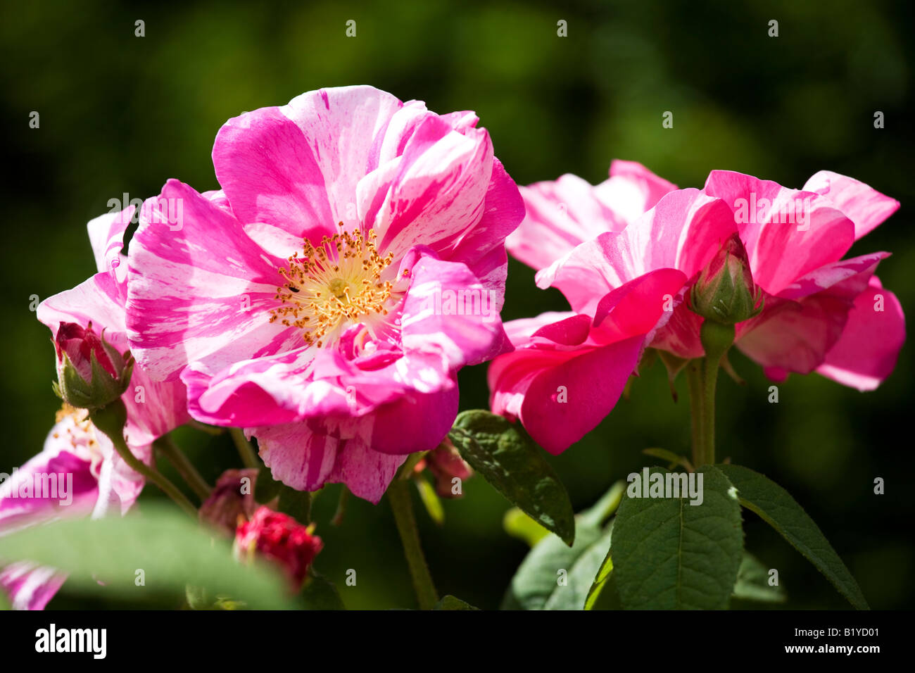 Jupon rose clearance pale