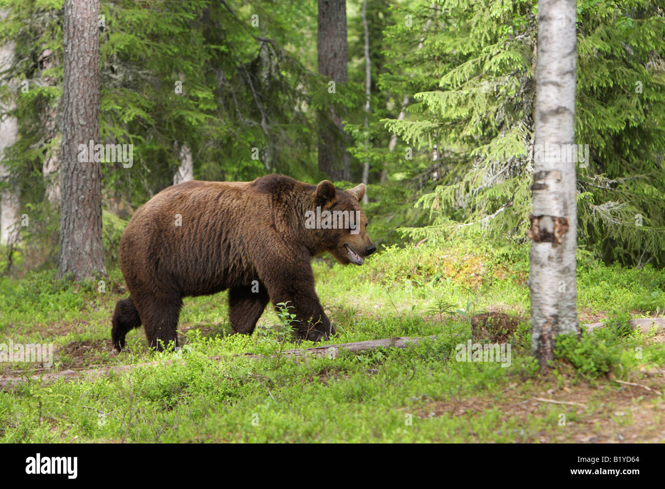European Brown Bear Ursus Arctos walking in a forest in Finland Stock ...