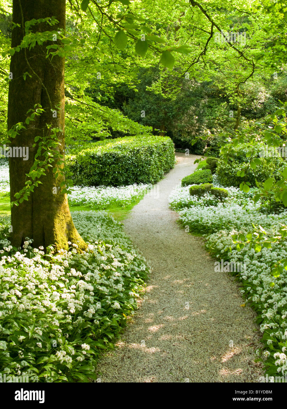 Path through woodland garden with Ramsons Stock Photo