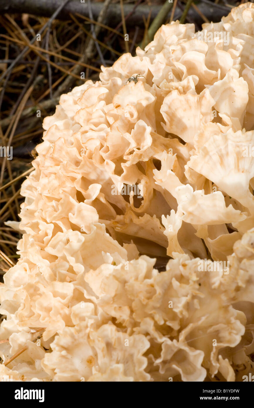 Sparassis crispa Close up shot showing the intricate details of the wavy spore producing organs Stock Photo