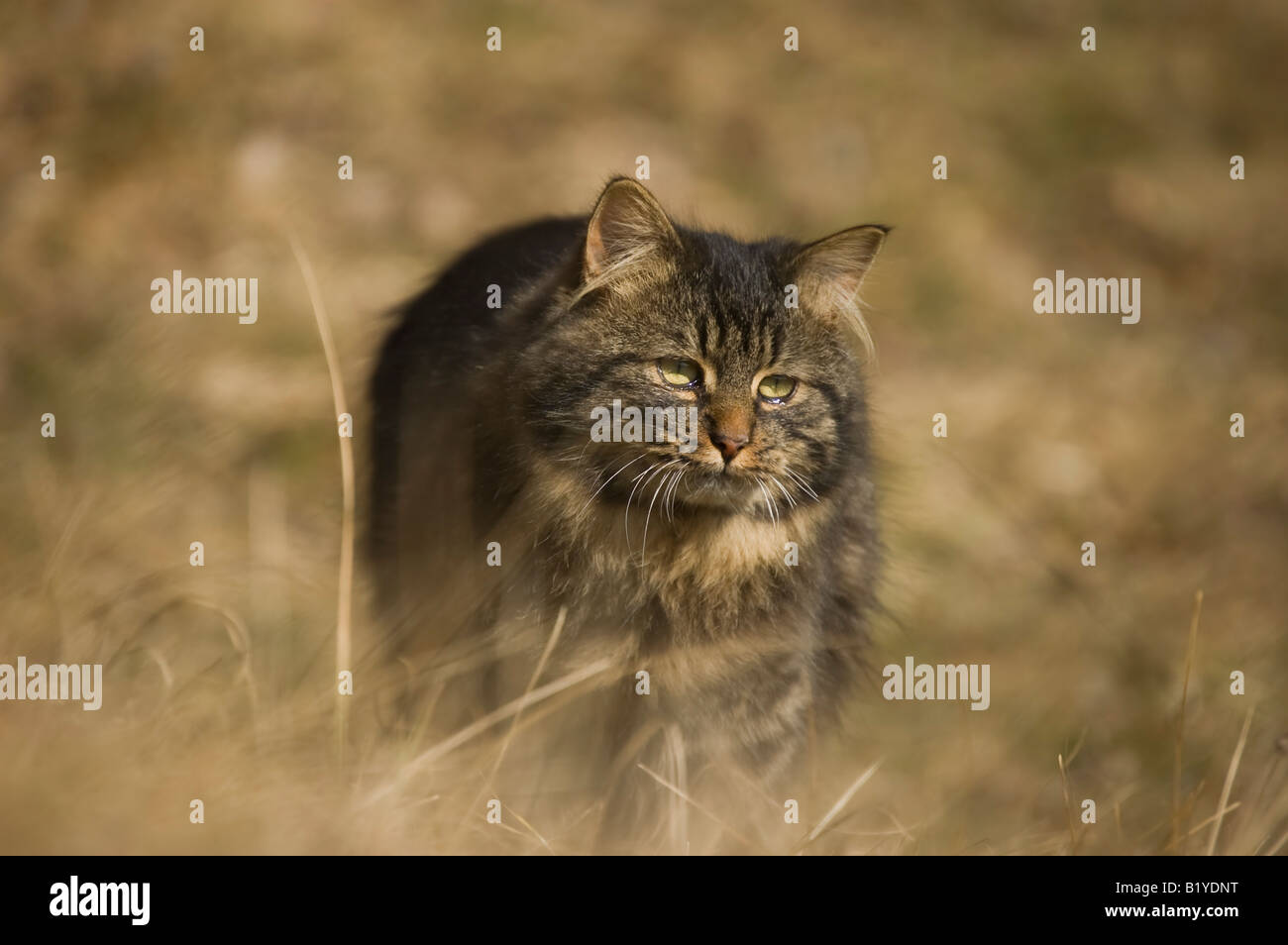 Cat on the hunt Stock Photo Alamy