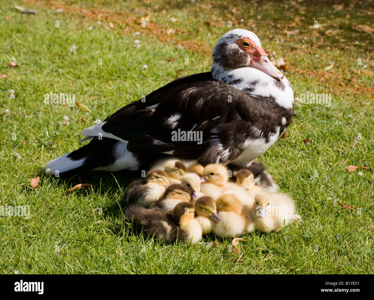 Muscovy Duck with Ducklings Stock Photo - Alamy