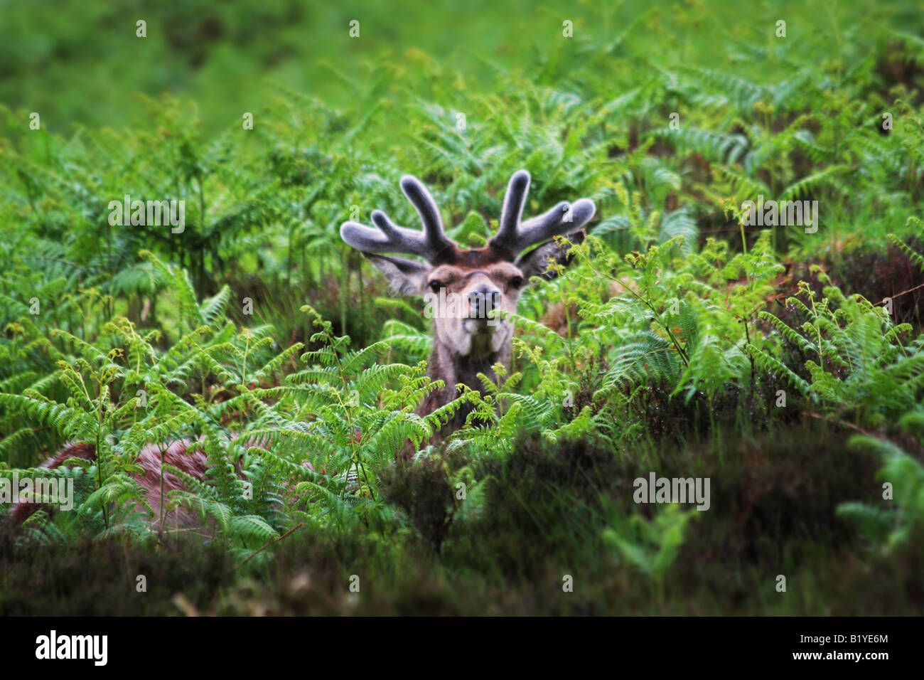 deer looking over bracken Stock Photo