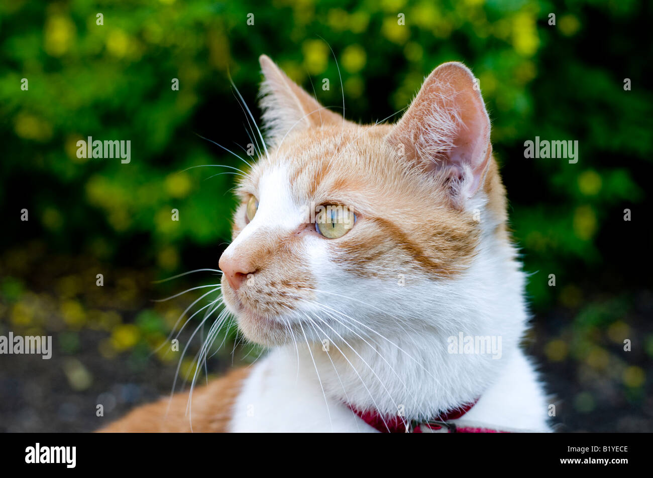 Domestic cat in garden Stock Photo - Alamy
