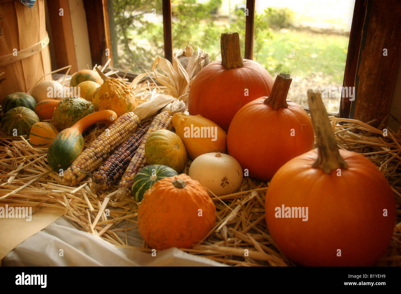 Pumpkins and other vegetables in the Window with natural lighting symbolizing Thanksgiving and October Blessings Stock Photo