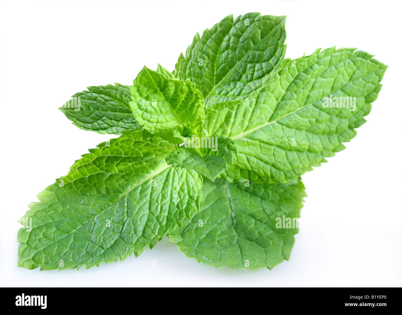 mint objects on white background Stock Photo