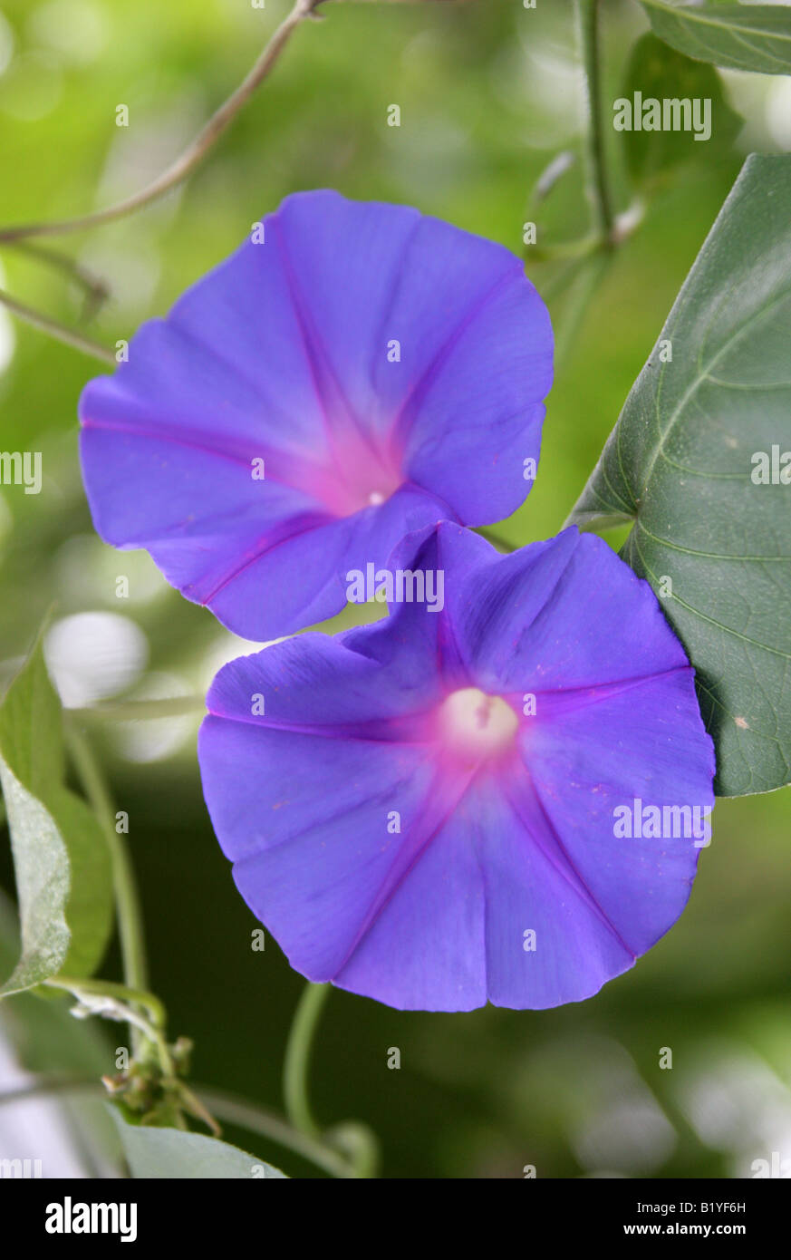 Common or Morning Glory, Ipomoea purpurea Stock Photo
