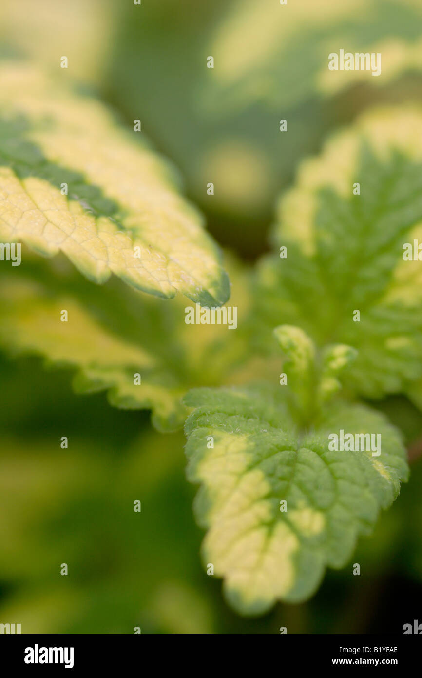 Leaves of golden lemon balm (Melissa officinalis) Stock Photo