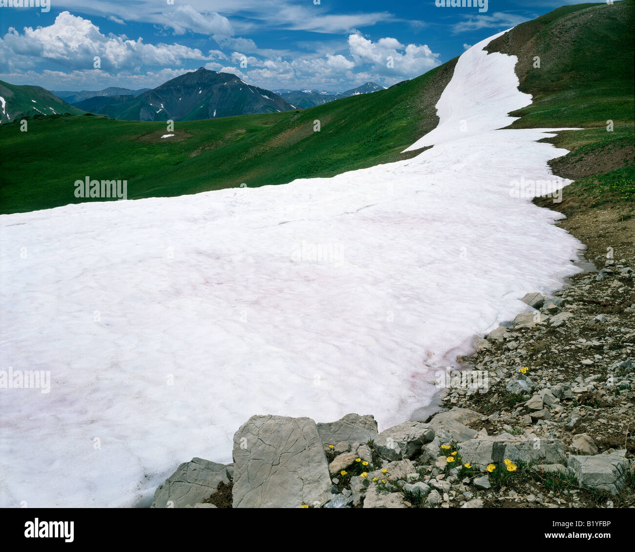 Snow bank, Alpine zone, Rocky Mountains Colorado USA, by Willard Clay/Dembinsky Photo Assoc Stock Photo