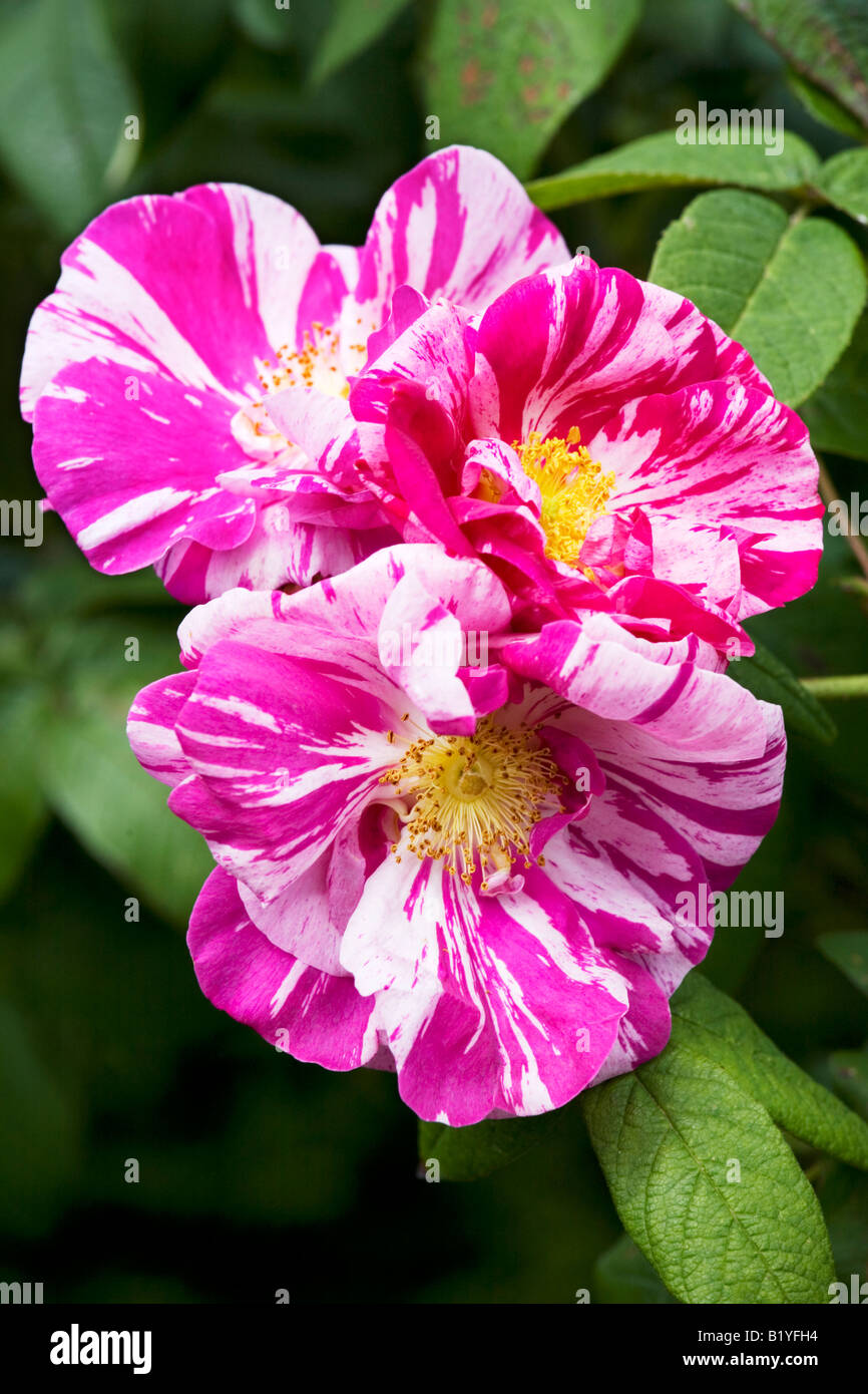 The pink and white striped flowers of Rosa mundi Stock Photo Alamy