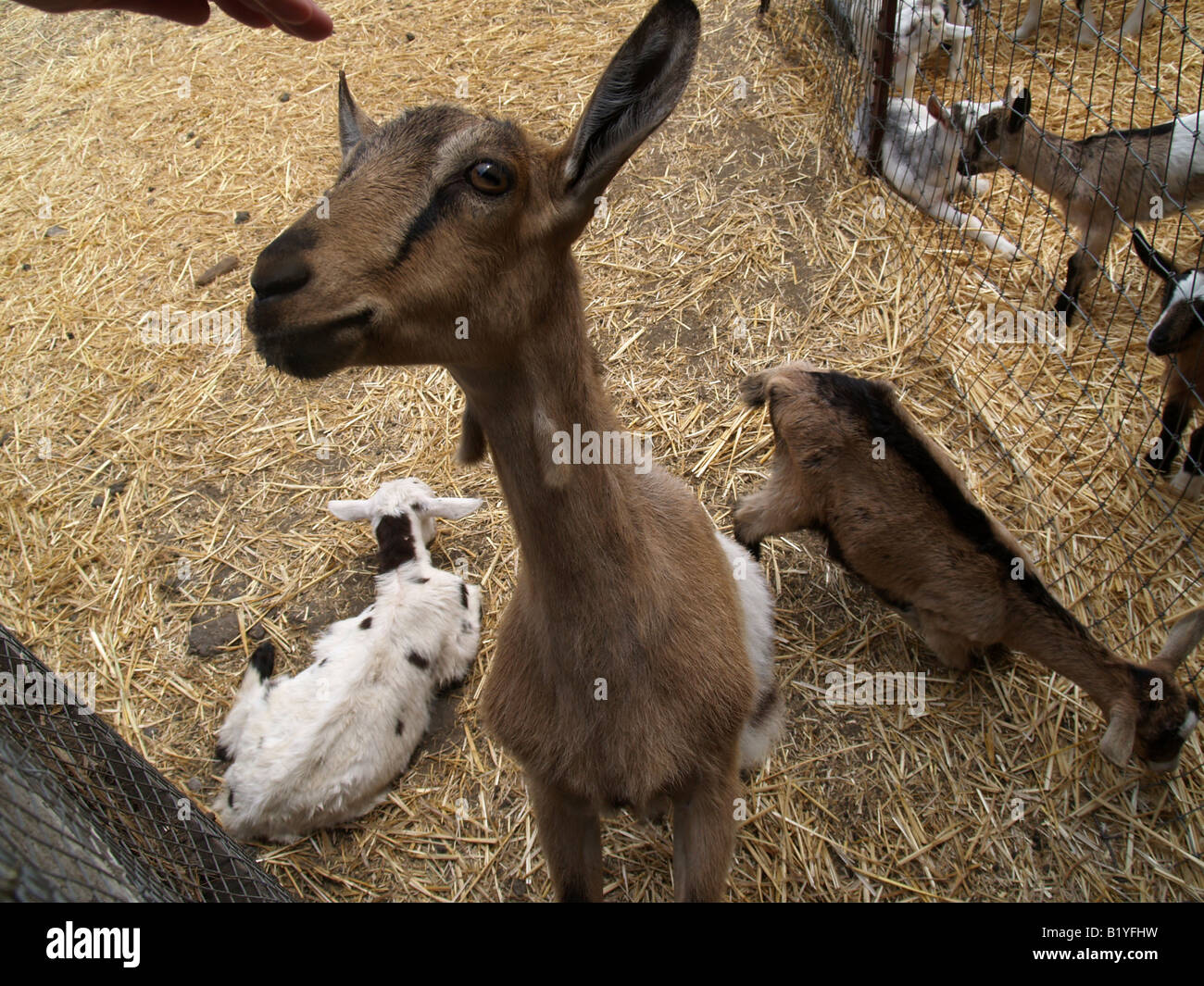 Baby goats in their pen on a goat and sheep farm in Pescadero