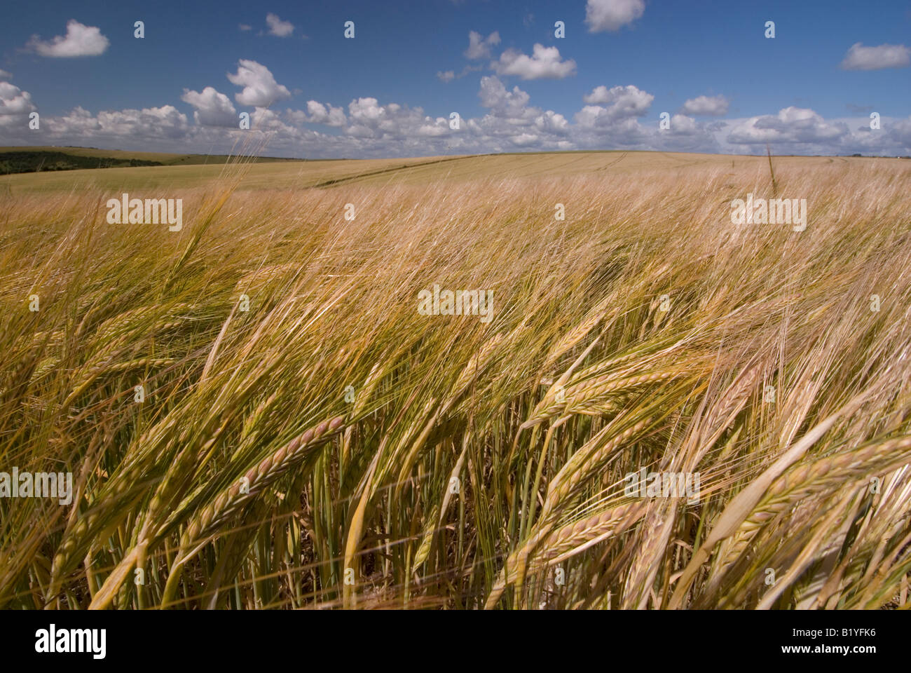 Barley corn growing in the South Downs, England Stock Photo