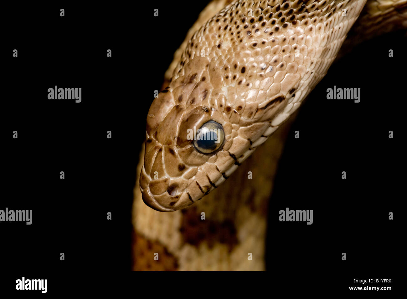 snake head close up closeup bull Stock Photo